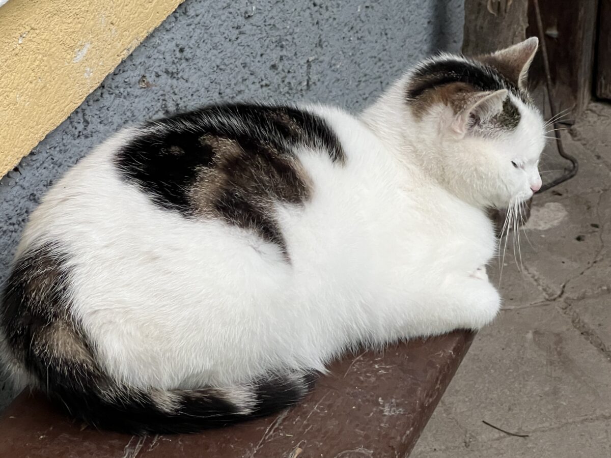 Katzenmutter 