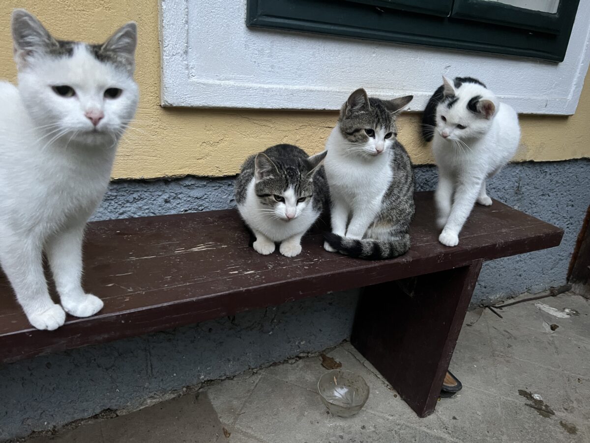 Katzenfamilie vor dem Forsthaus Wilder-Jäger