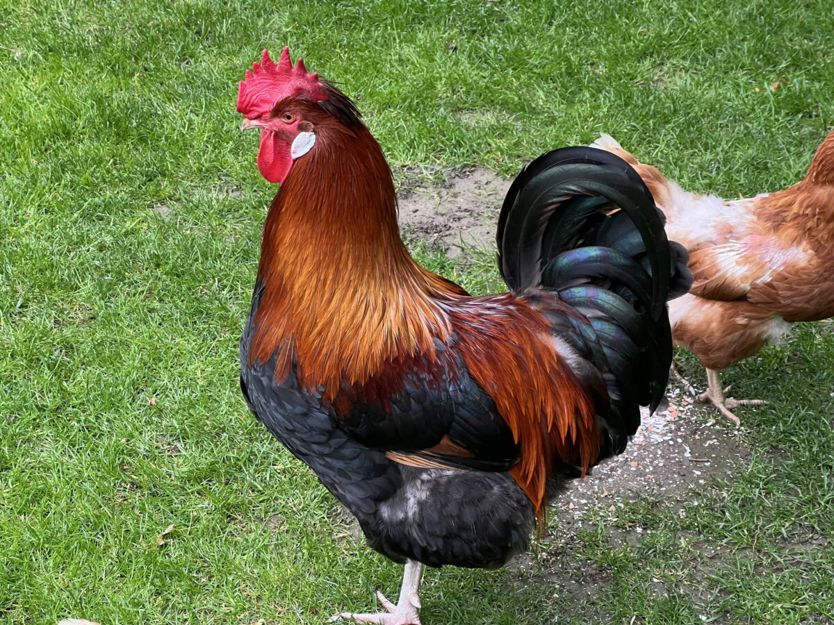 Schönes Leben beim Wilden Jäger